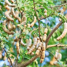 Tamarind (Tamarindus Indica) Live Fruit Tree 12”-24” Inches - £60.75 GBP