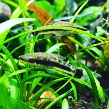 Plant Freshwater Decoration Sagittaria Subulata T/C CUP Live Easy Aquarium - £22.05 GBP