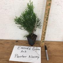 EMERALD GREEN Arborvitae 2.5" pot - (Thuja occidentalis) image 2