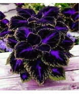 BEST 25 Seeds Easy To Grow Black Purple Coleus Flowers - $10.00
