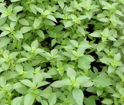 1Oz Lemon Basil Seeds Culinary Herb Heirloom (Approx 21000 Seeds Fresh Garden - $34.25