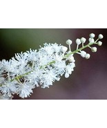 5 Black Cohosh bulb/root Bugbane, Black Snakeroot - €7,73 EUR