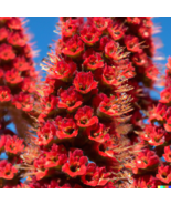 Tower of Jewels Red Bugloss (Echium Wildpretti) Tropical Deer Resistant ... - £12.97 GBP