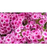 Fresh 100 Monica Lynden Bell Phlox Seeds for Garden - €9,41 EUR