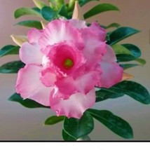 USA SELLER Good Luck Adenium Obesum Grafted Plant &quot;Desert Rose Plant Blooms Open - £38.12 GBP