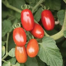 Red Grape Tomato Seeds Gardening Fresh Usa Shipping - £6.15 GBP