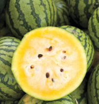 60 Pcs Yellow Crimson Watermelon Seeds #MNTS - £15.41 GBP