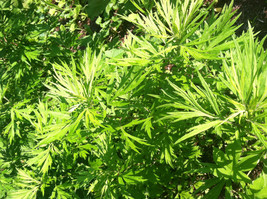 500 Mugwort Seeds (Artemisia Vulgaris) - $1.49