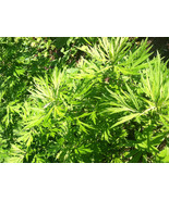 500 Mugwort Seeds (Artemisia Vulgaris) - £1.17 GBP