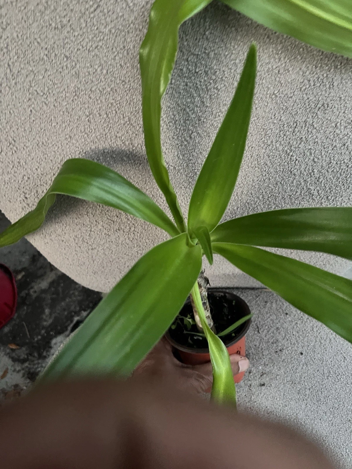 White Crinum Lily Amoenum - Giant Flowering - Live Rooted Starter Plant - $24.14