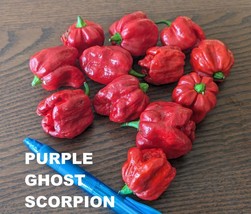 SEED- Hot Pepper Purple GHOST Scorpion- 3 Colors Hot Spicy Rare Unique - £3.33 GBP+