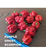 SEED- Hot Pepper Purple GHOST Scorpion- 3 Colors Hot Spicy Rare Unique - $4.99+