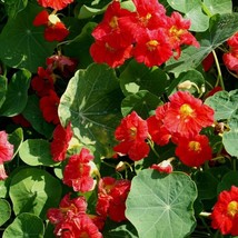 Nasturtium Cherry Rose 15 Seeds  - £4.47 GBP