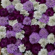 50 Iberis Flash Brilliant Mix Evergreen Candytuft Flower Seeds Deer ResistantFro - £6.59 GBP