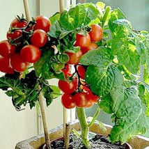 Tiny Tim Miniature Tomato 15 Seeds Teeny Fruit Patio Plant Container Pla... - $88.74 MXN