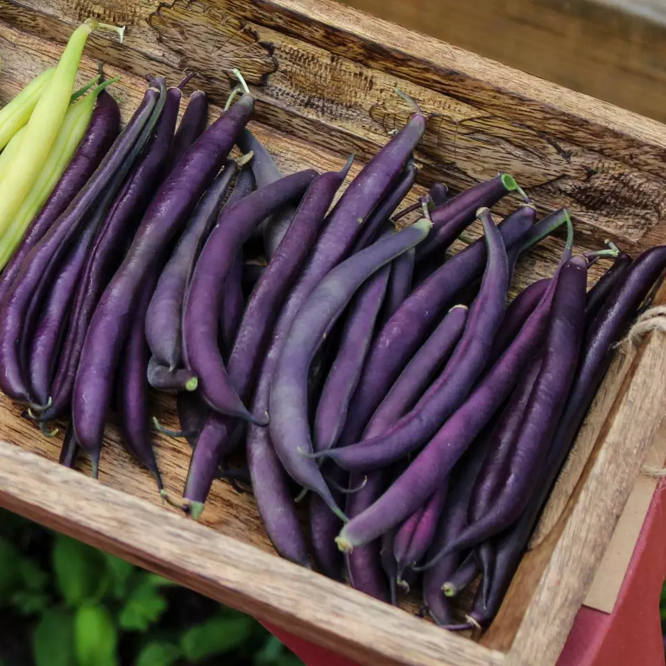 BPASTORE 20 Royal Burgundy Bush Green Bean Buy Seeds Online - £7.05 GBP