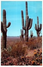 Prickly Pear Cactus Blooms On A Desert Hillside Cactus Postcard Posted 1980 - £5.47 GBP