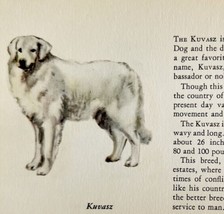 Kuvasz 1939 Dog Breed Art Ole Larsen Color Plate Print Hungarian Sheep P... - £23.88 GBP
