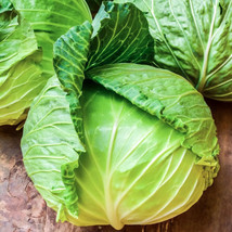 Bloomys 400 Cabbage Seeds Golden Acre Heirloom Non Gmo FreshUS Seller - £7.97 GBP