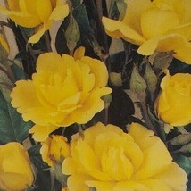 Climbing Golden Shower 5 gal Daffodil Yellow Bush Plants Shrub Plant Fine Roses - £92.98 GBP