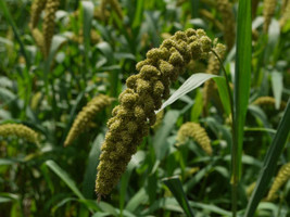 HeirloomSupplySuccess 400 Heirloom Japanese Millet Seeds - £5.34 GBP
