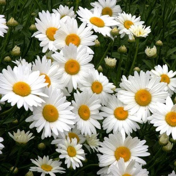 Alaska Shasta Diasy Seeds 2Nd Year Maturity Perennial Flowers Fresh Seeds - $3.00