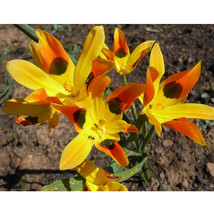 5 Seeds Moraea Elegans Cape Tulips Yellow Black Spot Flower 5 Seeds Fres... - $14.65