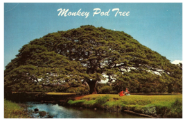 Hawaiian Monkey Pod Tree Hardwood Hawaii Postcard - £4.61 GBP