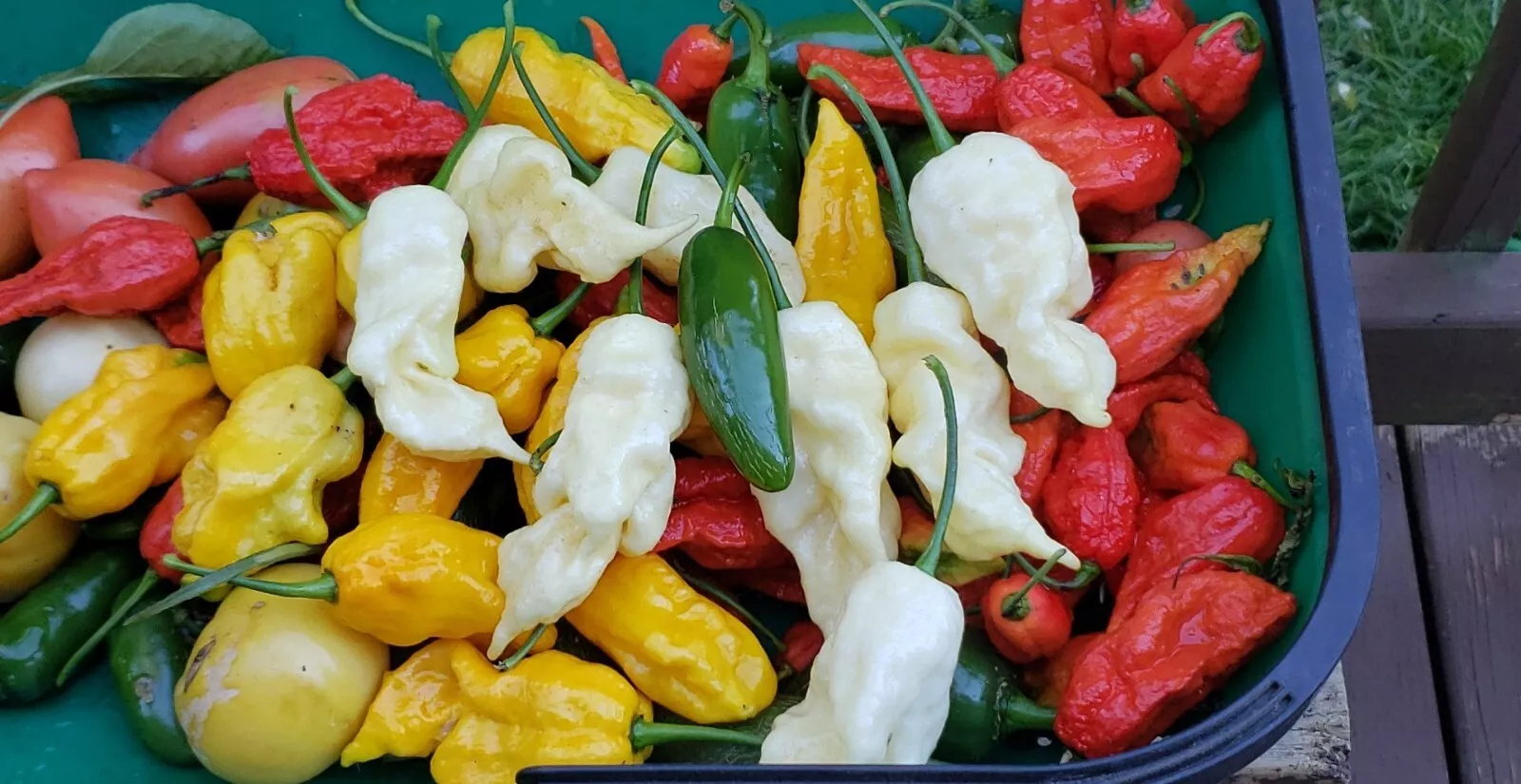 Heirloom Pepper Many Unusual Varieties seeds - £3.00 GBP