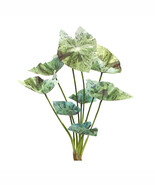Varigated Caladium Foliage Bush (Set of 6) - $999.00 MXN