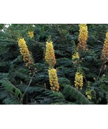 SEPTH Caesalpinia Decapetala 10 Seeds Biancaea Shrub Mysore Thorn Cat&#39;s ... - $203.77 MXN
