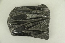 Vintage Rock Display Specimen ORTHOCERAS Straight Horn Fossil Nautiloid ... - £34.34 GBP