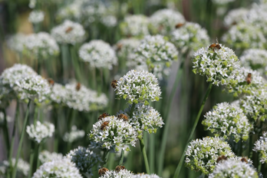 100 Seeds Mountain Mint Fast Shipping - £7.43 GBP