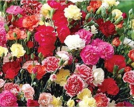 30+ Carnation Chabaud Striped &amp; Picotee Mix Flower Seeds A50+6 Fresh - £8.19 GBP