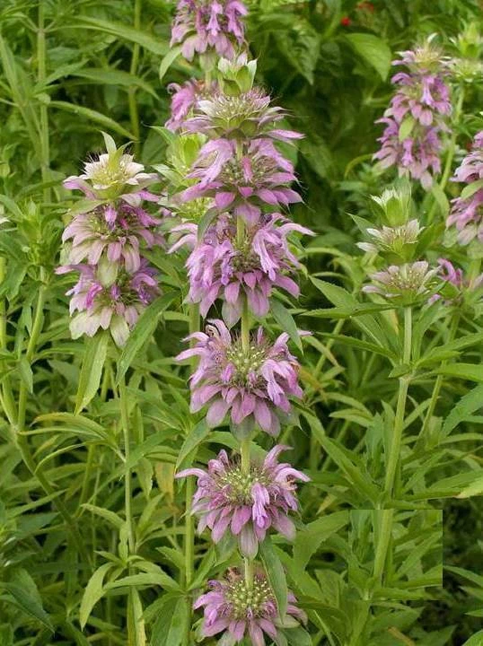 Lemon Mint Herb Heirloom Seeds - Monarda citriodora - B65 - $8.07