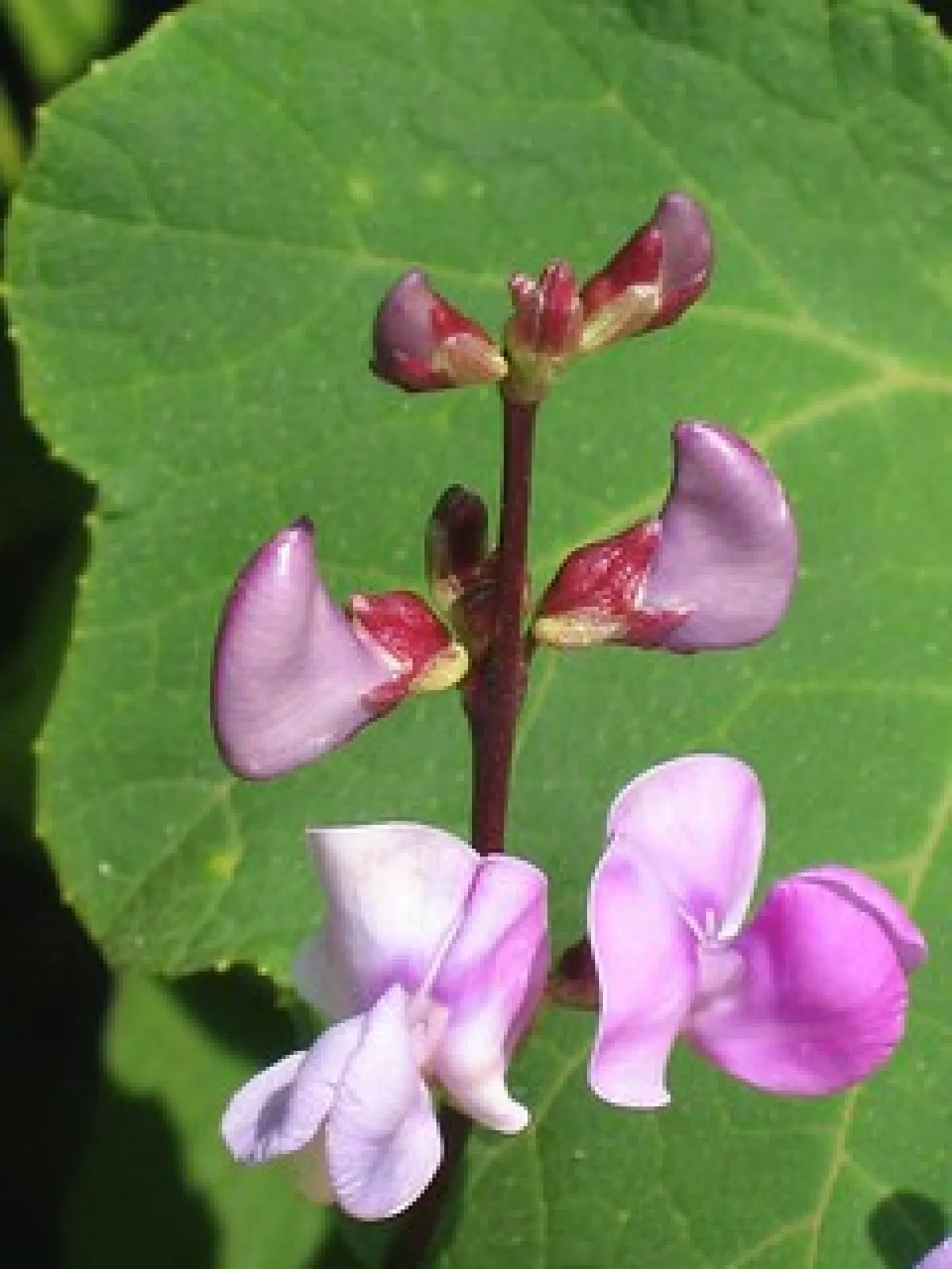 Wild Pea Vine Organic Or Dolichos Biflorus 25 Seeds USA Seller - £6.50 GBP