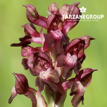 ANACAMPTIS CORIOPHORA EUROPEAN TERRESTRIAL ORCHID TUBER - $27.00