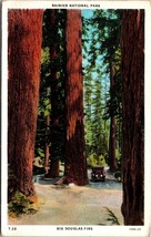 Big Douglas Firs Mount Rainier National Park WA Washington UNP WB Postcard L8 - £2.80 GBP