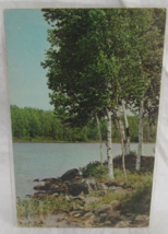 Color Postcard White Birches B1020 Brown Post Cards Rhinelander Wis K-13914 - $2.96