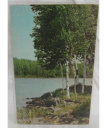 Color Postcard White Birches B1020 Brown Post Cards Rhinelander Wis K-13914 - $56.09 MXN