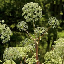 200 Angelica Seeds Non-Gmo Non-Gmo - $9.58