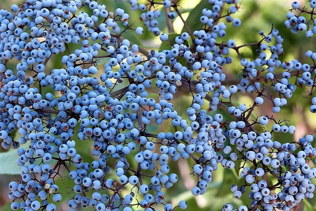 50 Blue Elderberry Sambucus Caerulea Arizona Elder Tree Shrub Fruit Berry Seeds  - £12.34 GBP