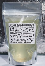 150+ Live Moina macrocopa Freshwater Indoor Culture Live Fish High Food Starting - £20.65 GBP