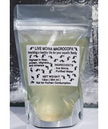 150+ Live Moina macrocopa Freshwater Indoor Culture Live Fish High Food ... - £20.43 GBP