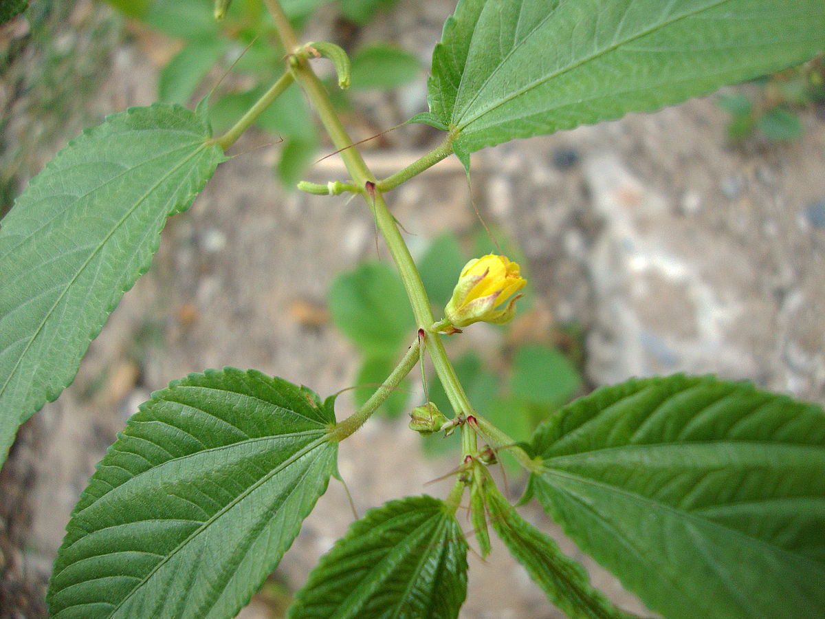 Corchorus Olitorius Nalta Jute Yellow Flowers 5 seeds Fresh Gardening - $17.96
