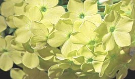 50 pcs Yellow Phlox Seed Flower Perennial Seed Flowers - £9.02 GBP