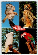 Weeki Wachee Florida Chrome Postcard Exotic Wild Birds Owl Hawk Parrots 1982 - £4.94 GBP