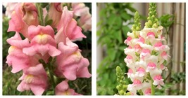 Snapdragon Apple Blossom 400 Seeds Fresh Garden - £15.91 GBP