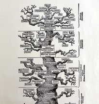 Evolution Of Life Pedigree Of Man 1878 Victorian Medical Anatomy Print DWV6C - £23.91 GBP