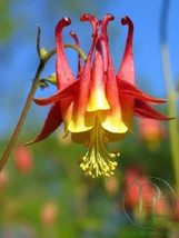 Garden Store 89 Seeds Wild/ Canadian Columbine Aquilegia Canadensis Flower - $9.50